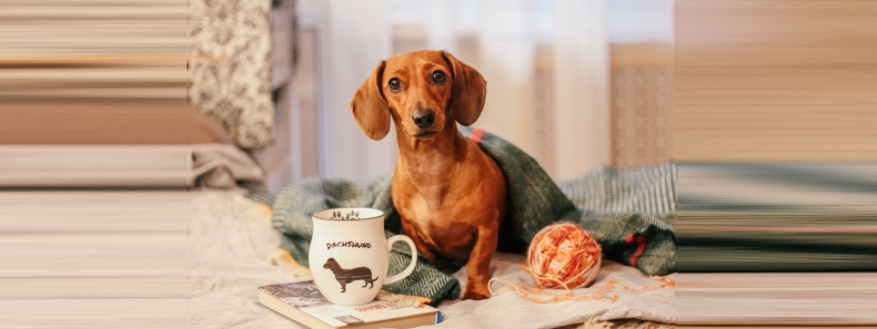 Kando Puppies kennels dog breeder in Texas