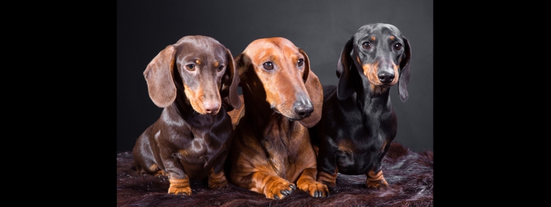 Kando Puppies Kennels history about us